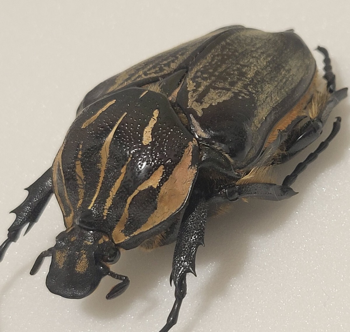 ゴライアスカシクス 標本用死虫 2023年採集品 ゴライアス Yahoo!オークション -「ゴライアス 標本」(ペット、生き物) の
