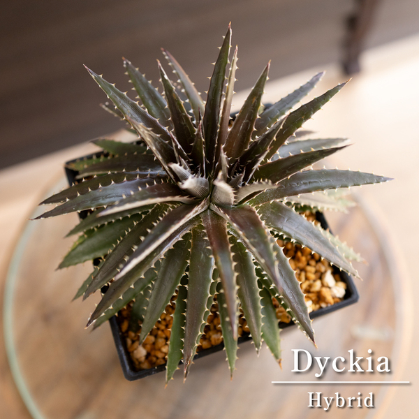 多頭 Dyckia ディッキア ハイブリッド 交配種 多肉植物 サボテン 0601BK
