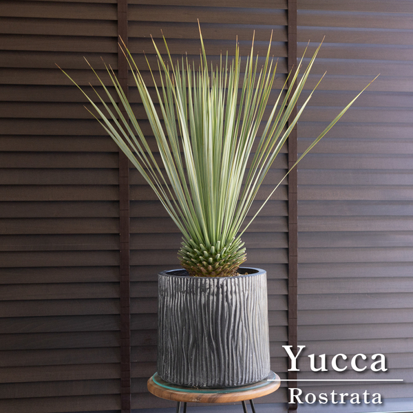 ユッカ ロストラータ Rostrata 8号 陶器鉢 観葉植物 ドライガーデン 0601NV