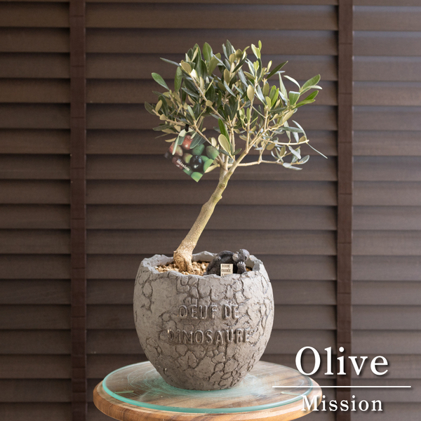 創樹 オリーブ 6号 恐竜のたまご ミッション 盆栽 SOUJU Mission Olive オリーブの木 陶器鉢 0601GY