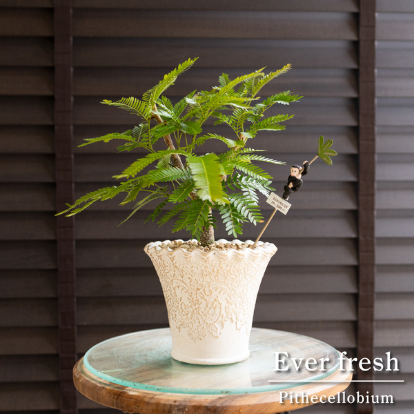 エバーフレッシュ コンパクト仕立て 4号陶器鉢 Ever fresh Pithecellobium 観葉植物 0607IV