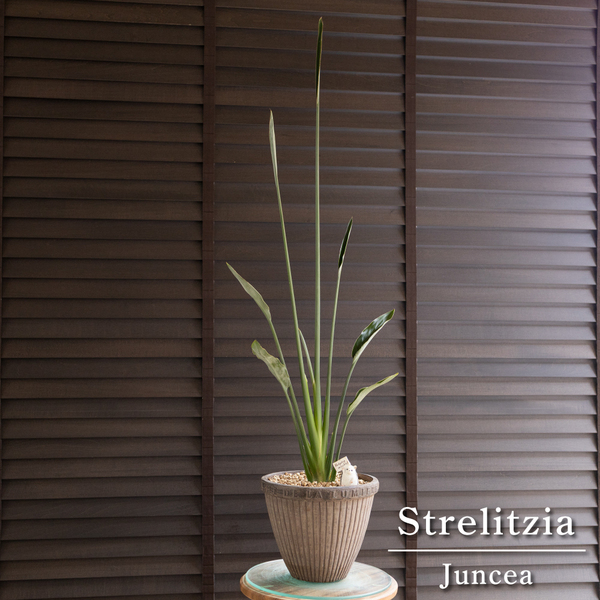 ストレリチア ユンケア ノンリーフ 7号 陶器鉢 オーガスタ 観葉植物 極楽鳥花 0607BR
