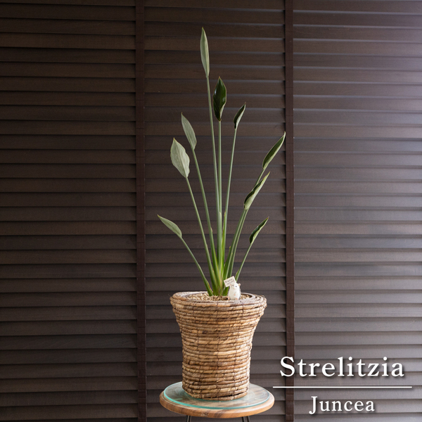 ストレリチア ユンケア ノンリーフ 6号 樹脂鉢+バスケット付き オーガスタ 観葉植物 極楽鳥花
