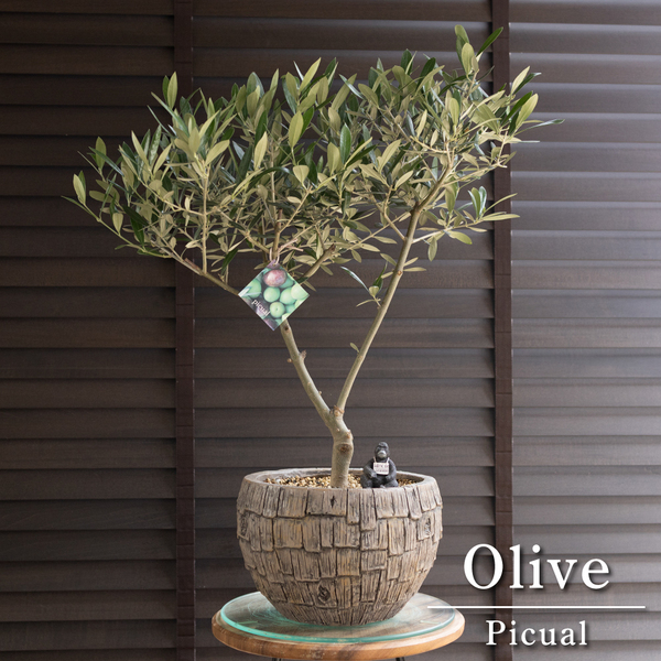 創樹 Olive オリーブの木 盆栽 SOUJU Picual ピクアル オリーブ 8号陶器鉢 自家受精 0614BR