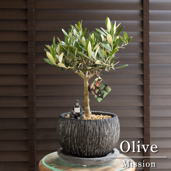 創樹 オリーブ 7号 ミッション 盆栽 SOUJU Mission Olive オリーブの木 陶器鉢 0614NV