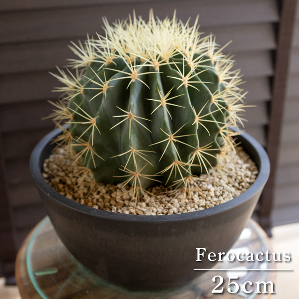 【発根済】25cm 王冠竜 フェロカクタス ブルーバレルカクタス サボテン 8号 ドライガーデン 0618BK