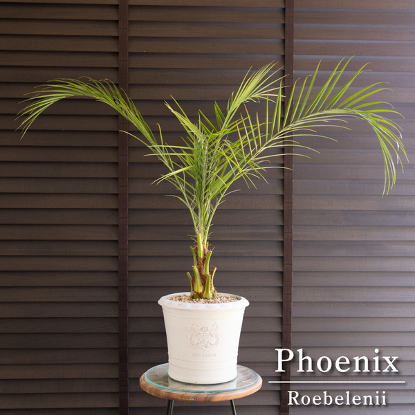 ロべ フェニックス ロベレニー 7号 コンパクト Phoenix roebelenii ヤシ 南国 観葉植物 0621WH