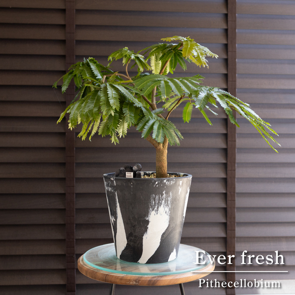 曲げ仕立て エバーフレッシュ 6号 樹脂鉢 盆栽 Ever fresh ネムの木 観葉植物
