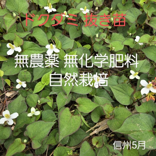 ドクダミ 抜き苗 20本 信州産 無農薬 無化学肥料 自然栽培 苗 栽培用 どくだみ ガーデニング 園芸