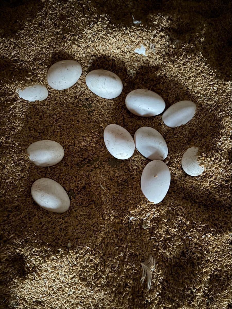 ウズラの卵鶏の卵ガチョウの卵オストリッグの卵 - ダチョウの