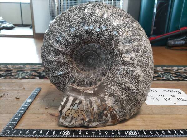 ■送料無料!■北海道の化石■アンモナイト・H19×W19×D12cm■天塩中川町産出(A3)!