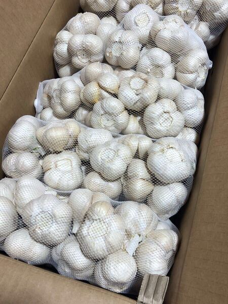 青森県産 にんにく L 5kg