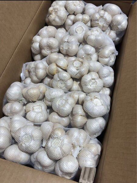青森県産 にんにく L 5kg 発芽