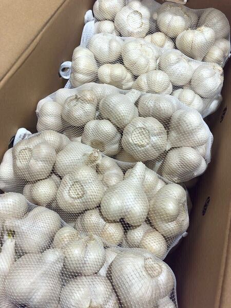 青森県産にんにく M 5kg 発芽 お買得