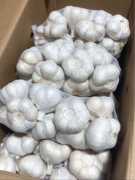 青森県産 にんにく 2L 10kg 発芽