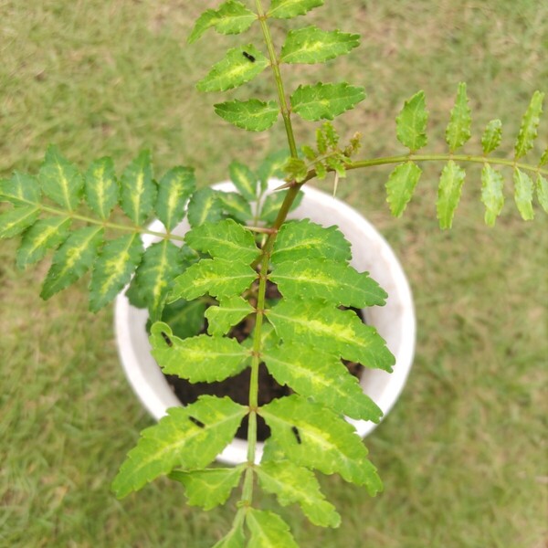 アゲハチョウ幼虫 ナミアゲハチョウ幼虫 山椒苗木