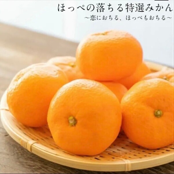 長崎特産高級ハウスみかん Lサイズ 20個入り 化粧箱入りハウスみかん 果物 ミカン フルーツ お中元 御祝 お供 誕生祝 内祝