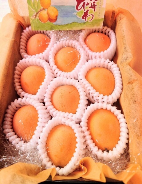 長崎特選茂木びわ 2L 約500g 9粒 贈答用 御祝 内祝 御供 母の日 父の日 お中元
