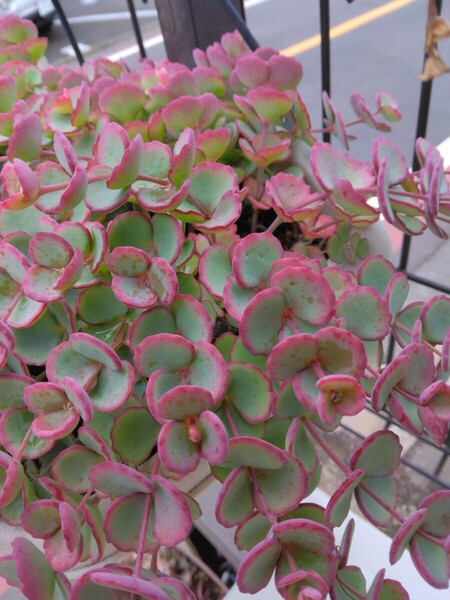 多肉植物 ミセバヤピンク(絶滅危惧種) 縁取りピンクの葉 カット苗18本