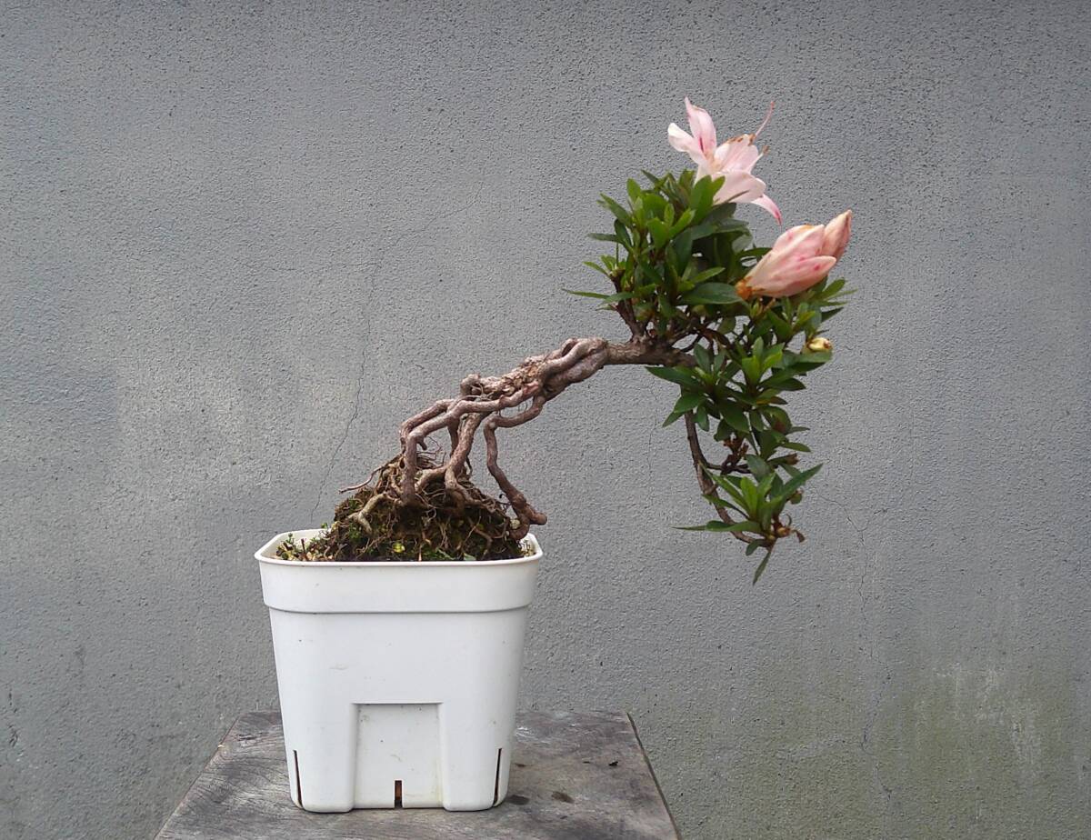 さつき 皐月 【紅雲】 盆栽 小品盆栽 Yahoo!オークション -「さつき 盆栽 紅雲」の落札相場・落札価格