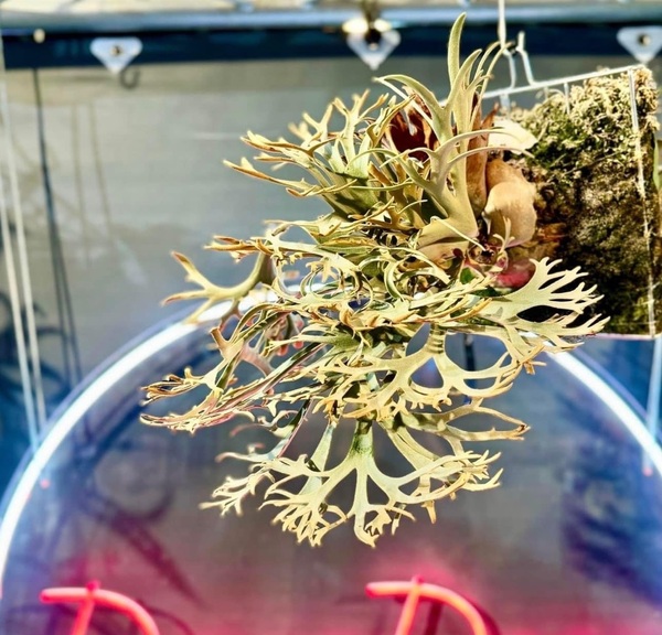 P.willinckii 'Golden Boy' spored @ビカ森wife 送料無料(出品者負担) ウィリンキーゴールデンボーイ ビカクシダ