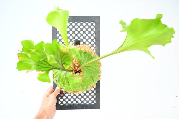 P.ridleyi 'Monkey King' TC大株 @ビカ森wife 送料無料(出品者負担) リドレイモンキーキング ビカクシダ