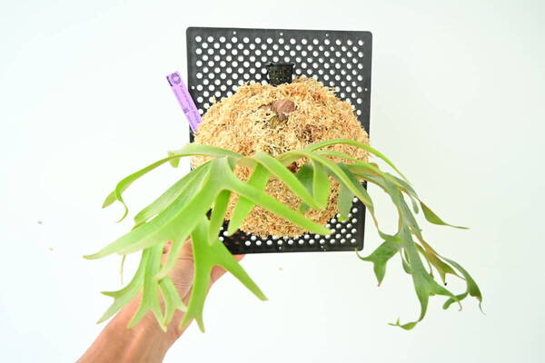 P.coronarium Philippines narrow spored @ビカ森wife 送料無料(出品者負担) コロナリウムフィリピネス ビカクシダ