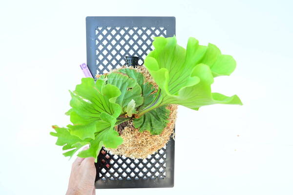 P.ridleyi 'Monkey King' TC大株② @ビカ森wife 送料無料(出品者負担) リドレイモンキーキング ビカクシダ