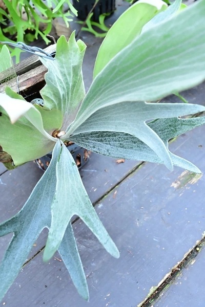 P.Silver Banbi OC(P.veitchii × P.bifurcatum)② @ビカ森wife 送料無料(出品者負担) シルバーバンビビカクシダ