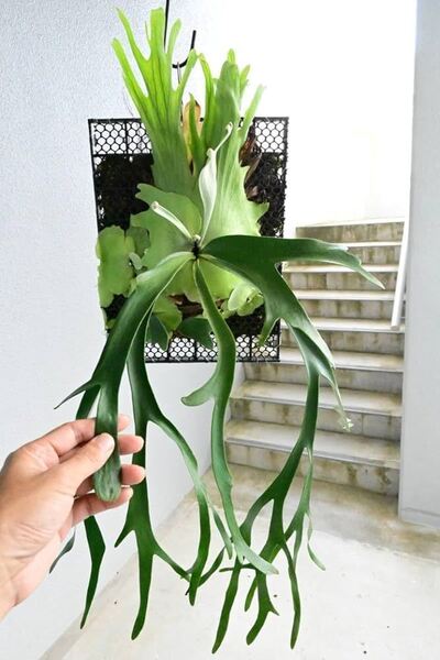 P.willinckii cv.baileyi OC( P.willinckii Dwarf ) @ビカ森wife 送料無料(出品者負担) ウィリンキーベイレイ ビカクシダ