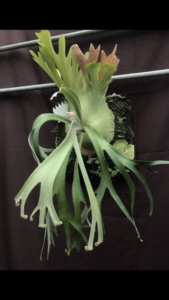 P.willinckii 'Dwarf Tatsuta' TC @ビカ森wife 送料無料(出品者負担) ドワーフタツタ ビカクシダ