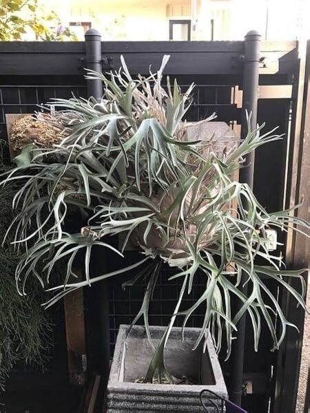 P.veitchii Auburn river TC @bikamori.com 送料無料(出品者負担)アーバンリバー ビカクシダ