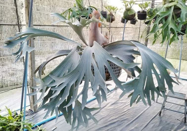 P.griffin(P.veitchii x P.diversifolium) spored @ビカ森wife 送料無料(出品者負担) グリフィン ビカクシダ