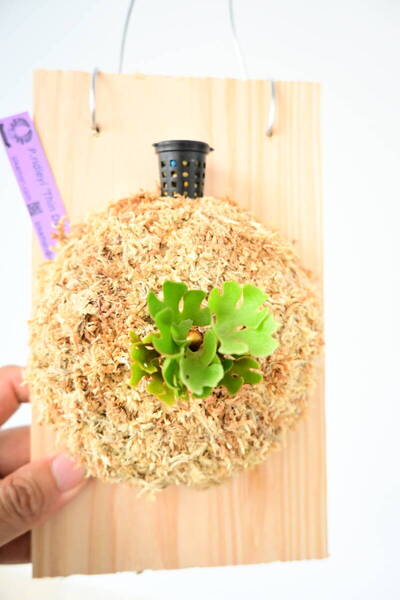 P.ridleyi 'Thin Dwarf Silvery' TC① @ビカ森wife 送料無料(出品者負担) シンドワーフシルベリー ビカクシダ
