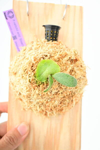 P.veitchii wild 'Steel'(vp#0) spored① 在庫僅か @ビカ森wife 送料無料(出品者負担) ビーチーワイルドスチール ビカクシダ