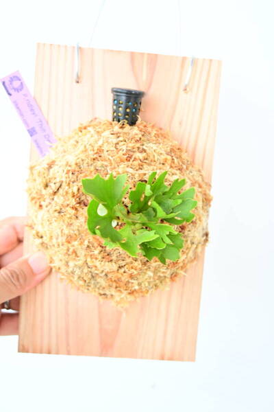 P.ridleyi 'Thin Dwarf Silvery' TC② @ビカ森wife 送料無料(出品者負担) シンドワーフシルベリー ビカクシダ