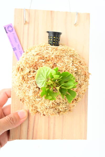 P.ridleyi 'Thin Dwarf Silvery' TC③ @ビカ森wife 送料無料(出品者負担) シンドワーフシルベリー ビカクシダ