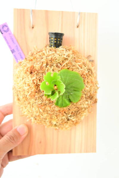 P.ridleyi 'Thin Dwarf Silvery' TC④ @ビカ森wife 送料無料(出品者負担) シンドワーフシルベリー ビカクシダ