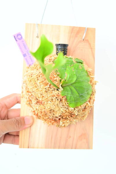 P.ridleyi Thin frond spored② @ビカ森wife 送料無料(出品者負担) リドレイ ビカクシダ