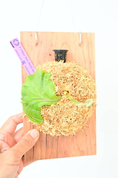 P.ridleyi Thin frond spored③ @ビカ森wife 送料無料(出品者負担) リドレイ ビカクシダ