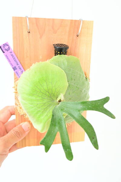 P.alcicorne var.madagascar pup @ビカ森wife 送料無料(出品者負担) アルマダ ビカクシダ