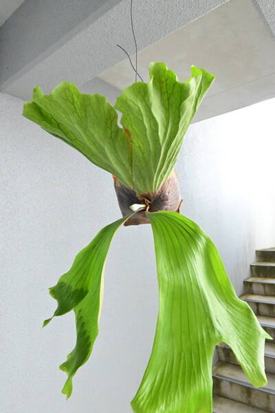 P.Damkerng pup(P.stemaria cv.laurentii x P.elephantotis) @ビカ森wife 送料無料(出品者負担) ダムカーン ビカクシダ