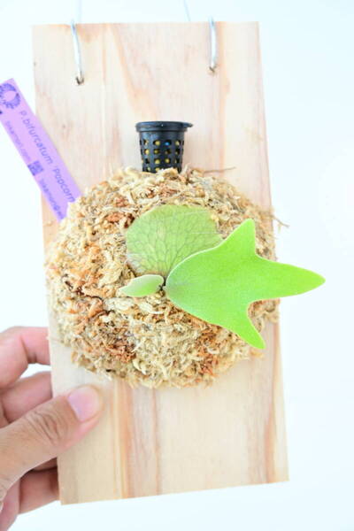 P.bifurcatum 'Popcorn' TC① @ビカ森wife @ビカ森wife 送料無料(出品者負担) ポップコーン ビカクシダ