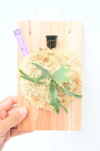 P.willinckii 'Bacteria' spored③ @ビカ森wife 送料無料(出品者負担) ウィリンキーバクテリア ビカクシダ
