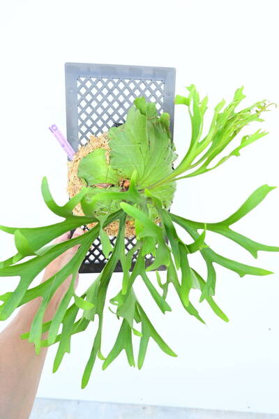 P.Mt.kitshakood thin frond spored① @ビカ森wife 送料無料(出品者負担) キッチャクード ビカクシダ