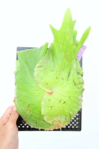 P.Chantaburi(P coronarium x P holttumii)spored① @ビカ森wife 送料無料(出品者負担) チャンタブリ ビカクシダ
