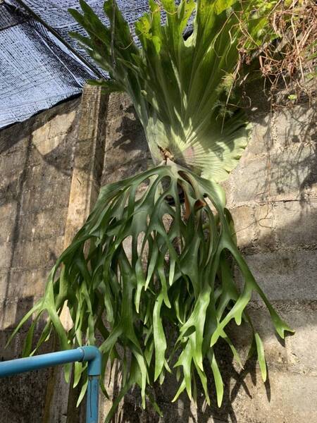 P.Chantaburi(P coronarium x P holttumii)spored① @ビカ森wife 送料無料(出品者負担) チャンタブリ ビカクシダ