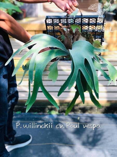 P.willinckii cv.Paul Vespa TC @ビカ森wife 送料無料(出品者負担) ウィリンキー ポール ベスパ ビカクシダ