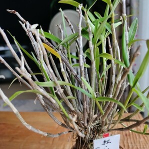 長生蘭 セッコク「紅陵」大株 山野草 着生蘭