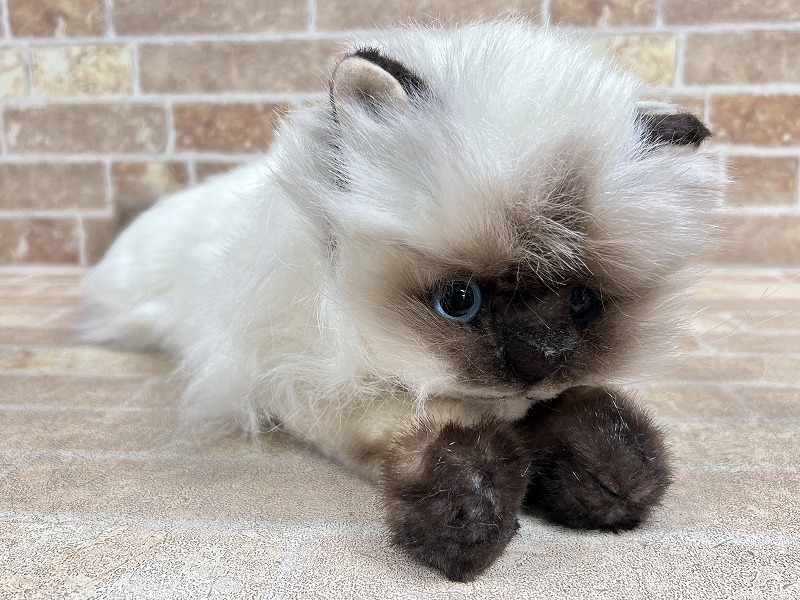 2025年最新】Yahoo!オークション -昭和レトロぬいぐるみ ねこ